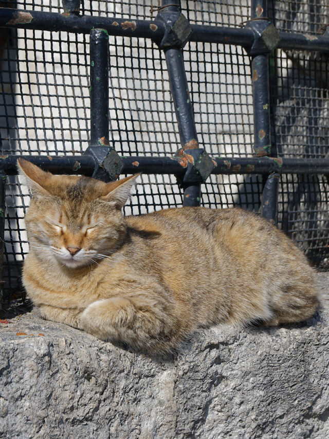 Street scenes from Istanbul